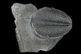 Elrathia Trilobite Fossil - Utah #139558-1